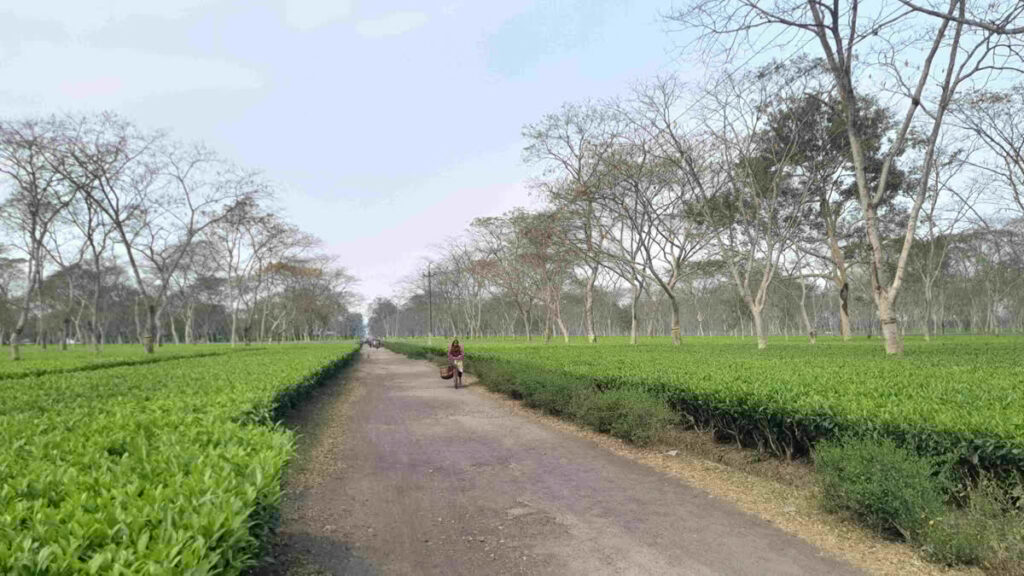 Haldibari Tea Garden