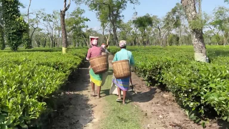 Haldibari Tea Garden