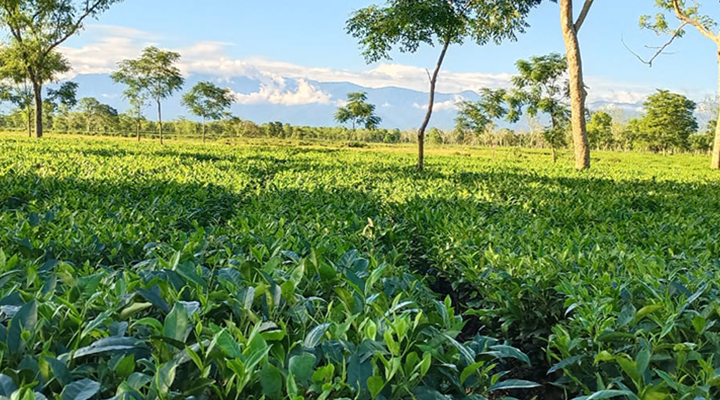 Haldibari Tea Garden